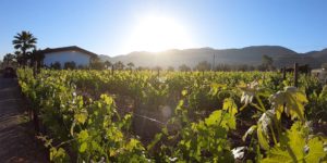 valle de guadalupe lechuza hero