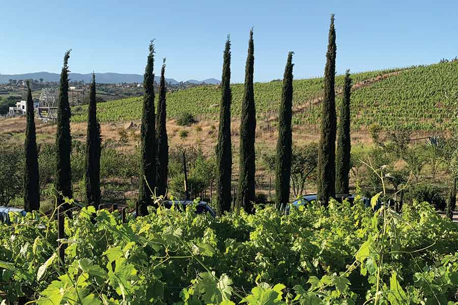 malva vineyard mobile 900x600